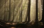 Thumbnail for File:Nicubunu-f14-backgrounds-submission-Magic-forest.jpg