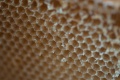 Honey Comb pcon CC-BY-SA 2.0 Honey Comb Source