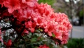 Pink Spring by Ryan Lerch CC-0 3.0