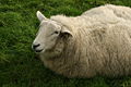Sheep by Máirin Duffy CC-BY-SA 3.0 Irish sheep (example submission)