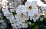 Thumbnail for File:Wallpaper-nicubunu-spring-flowers2.jpg